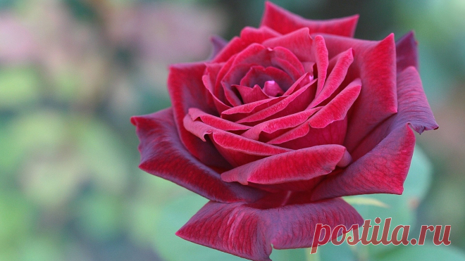 Nature___Flowers_Red_rose_in_the_garden_in_the_evening_056484_.jpg (1920×1080)