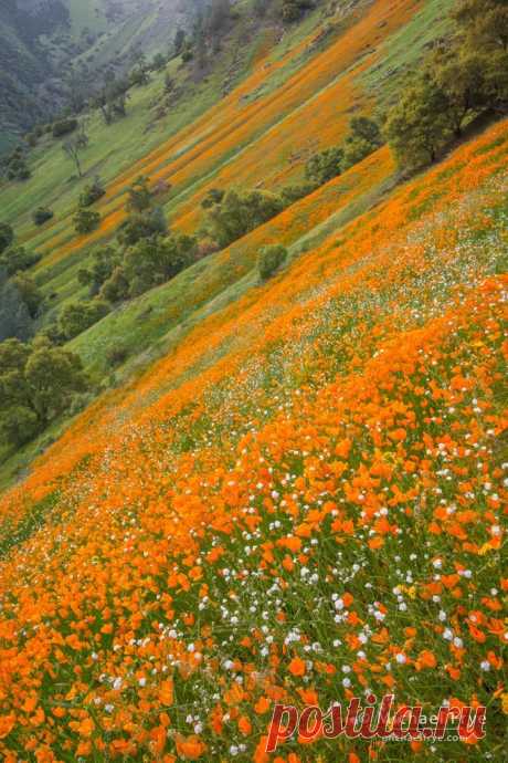 Poppies and popcorn flowers in the Merced River Canyon, California  |  Пин от пользователя Paula Caiado на доске Colourfull Spring