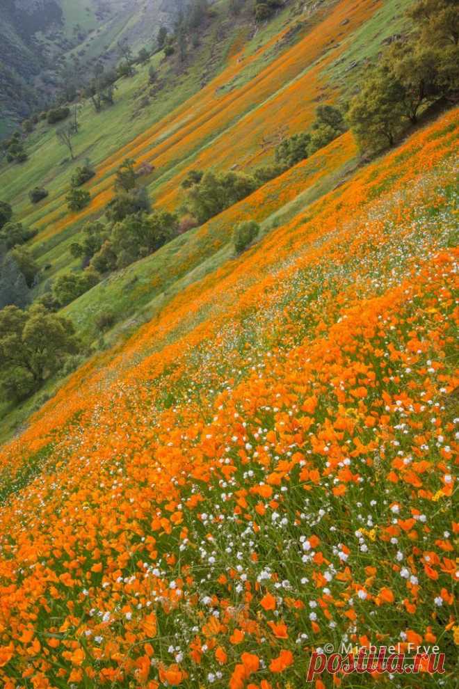 Poppies and popcorn flowers in the Merced River Canyon, California  |  Пин от пользователя Paula Caiado на доске Colourfull Spring