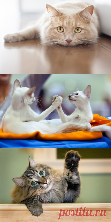 Старение кошки