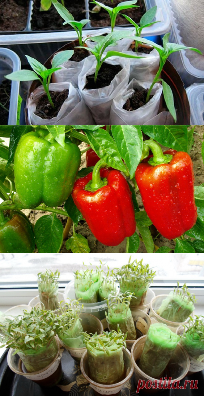 Как посадить перец на рассаду в пеленках: преимущества метода