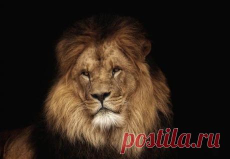 Фото Без названия. Альбом ЦАРЬ ЗВЕРЕЙ - 50 фото. Фотографии ⊰✿⊱ ОЛЬГА ⊰✿⊱.