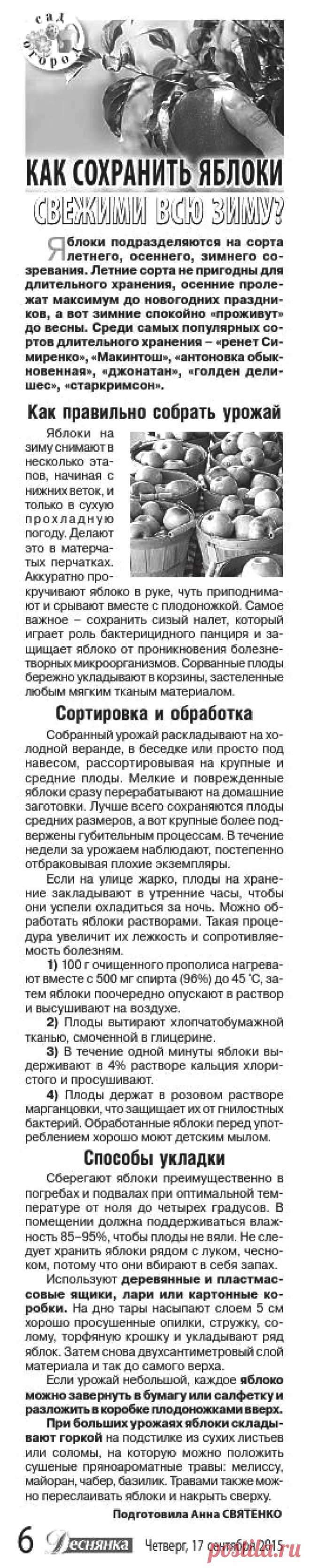 Как сохранить яблоки свежими всю зиму