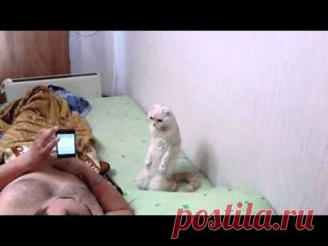 Кошка Марго на коленях слушает гимн России...