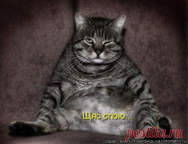 Веселая и свежая котоматрица - заряд бодрости на весь день