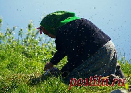 Как ненцы и манси спасаются от комаров и мошкары в тундре: удивительные способы Приближается жаркое время, а это значит, что стоит задуматься о способах уничтожения надоедливых «кровопивцев», ведь мошки и комары в летнюю пору особо докучают людям.
