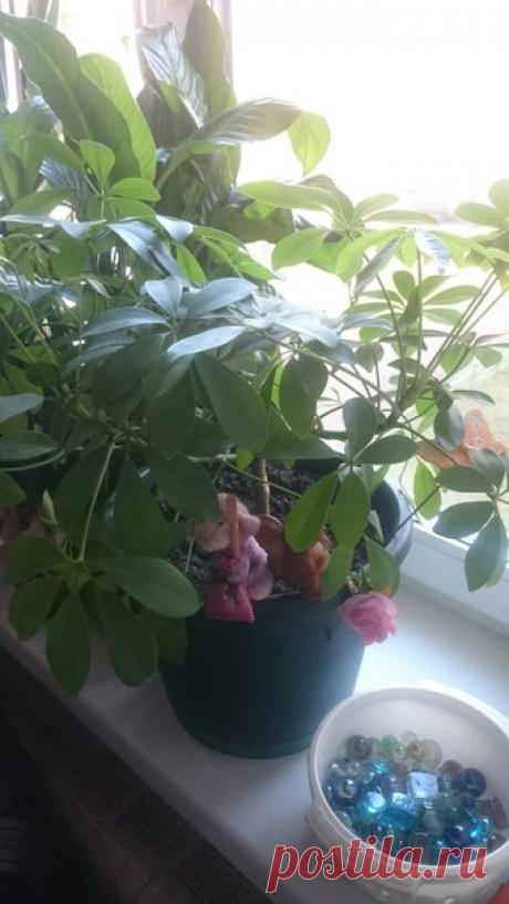 Всем здравствуйте. У меня такая проблема с цветком, даже скорее всего не проблема а незнание что с ним делать. Предыстория: в свое время когда делали натяжной потолок забыла убрать цветок, и от этого верхняя часть сильно очень завяла(от тёплого воздуха) и мне пришлось её обрезать, цветок остановил рост, но и не вял и не засыхал, вообщем просто сидел в горшке, а примерно 2 года назад он пошёл потихонечку, а проблема такая, когда вырастают хорошие большие листья они сами отпадают, хотя раньше…