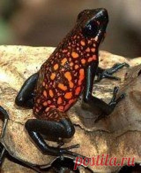 Fantástico Natureza,linda!!!