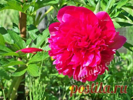 В помощь садоводу: почему пион перестает цвести.