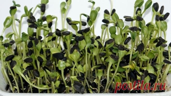 Почему стоит ПРОРАЩИВАТЬ СЕМЯ ПОДСОЛНЕЧНИКА?