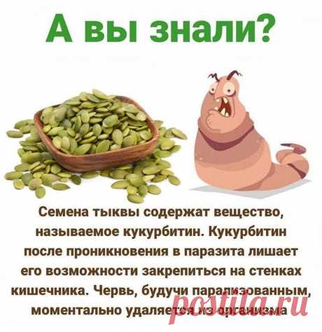 Тыквенные семечки от паразитов