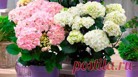 Гортензия – королева подоконника, как и роза – королева сада