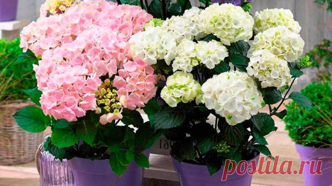 Гортензия – королева подоконника, как и роза – королева сада