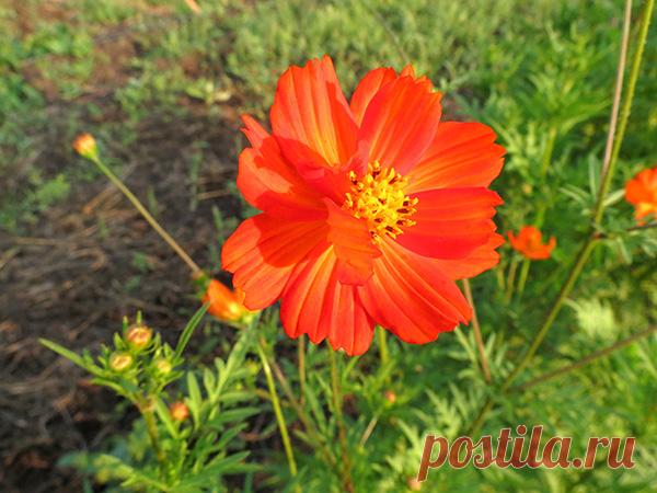 Космея оранжевая: aadvark — ЖЖ