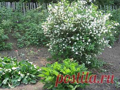 Чудесный жасмин  в цвету!