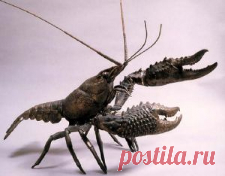 раки рачки крабы: 30 тыс изображений найдено в Яндекс.Картинках