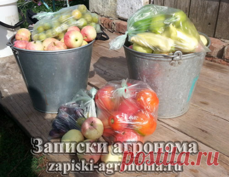 Условия выращивания овощных культур &amp;bull; zapiski-agronoma.ru