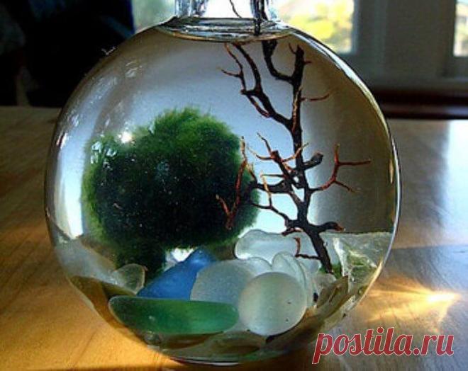 Миниатюрный аквариум как элемент декора ~ Planetalsad
