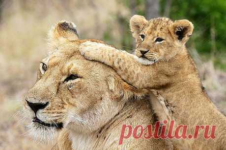 animals_in_love_lions