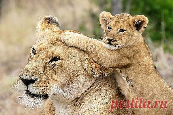 animals_in_love_lions