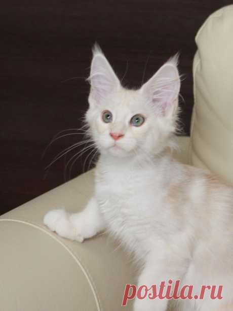 IMPERIAL COON - помёт - Q - дети Мёда и Хиллари - Страница 4