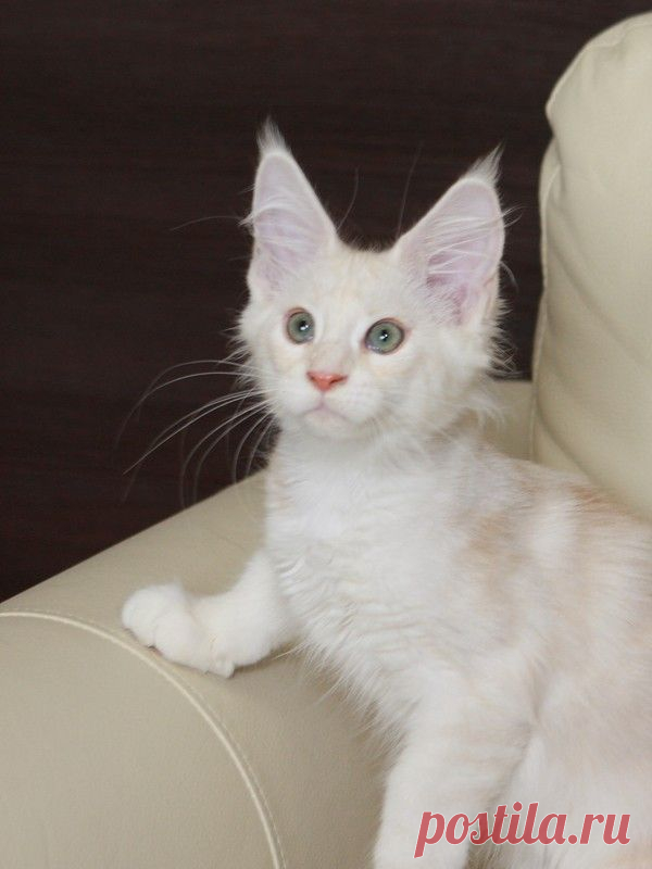 IMPERIAL COON - помёт - Q - дети Мёда и Хиллари - Страница 4