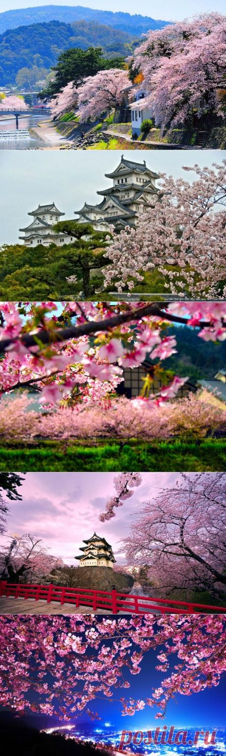 Когда зацветает сакура!..