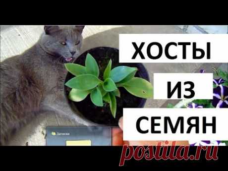 ХОСТЫ из семян ЭТО ПРОСТО !!! ЧАСТЬ 3 . Где взять семена хост ?