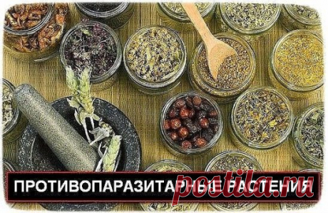 ПРОТИВОПАРАЗИТАРНЫЕ РАСТЕНИЯ 
Питание человека оказывает большое влияние на здоровье. Так же оно влияет и на паразитов. Беспорядочное, смешанное и сладкое питание - идеальная среда для размножения паразитов - от вирусов до глистов. В рацион питания нужно вводить большое количество зелени, овощей, пряных трав, обладающих противопаразитарным действием. 
Аир 
Обладает сильнейшими противопаразитарными свойствами, которые проявляет в органах нервной системы (плазма, костный мозг, речевой аппарат),
