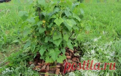 Недавно начал мульчировать кусты смородины — отметил много плюсов. Рассказываю подробности | О Фазенде. Загородная жизнь | Яндекс Дзен