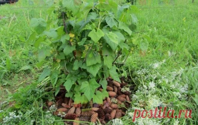 Недавно начал мульчировать кусты смородины — отметил много плюсов. Рассказываю подробности | О Фазенде. Загородная жизнь | Яндекс Дзен