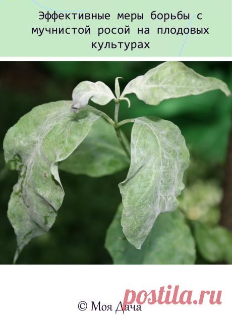 Эффективные меры борьбы с мучнистой росой на плодовых культурах☝

Плодовые культуры помимо вредителей нередко поражаются и разного рода болезнями. Одно из таких заболеваний – мучнистая роса, внешне вроде бы безобидная, однако, на самом деле, довольно опасная грибная инфекция. О ней в данной статье и пойдет речь.
Мучнистая роса на плодовых, что это?