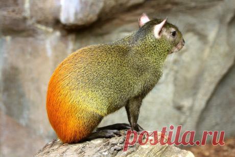 Агути Азары: Маленькая гордость Южной Америки | Книга животных | Пульс Mail.ru Сегодня, дорогой мой друг, мы с тобой из Северного полушария перенесемся сразу в далекую экзотичную Южную Америку. Джунгли, ягуары, индейские...