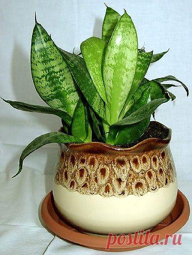 Блоги@Mail.Ru: Сансевиерия в домашних условиях.