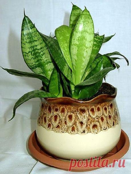 Блоги@Mail.Ru: Сансевиерия в домашних условиях.