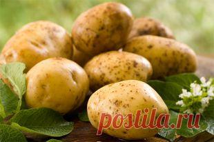 Урожай картофеля: когда копать и как хранить &#8212; Планета и человек