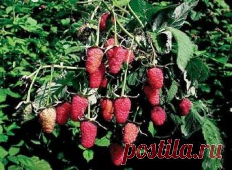 Малина: сорта, особенности выращивания и ухода, профилактика болезней и борьба с вредителями