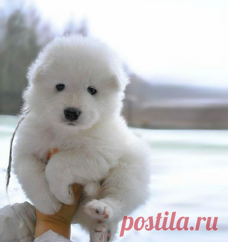 13095610-R3L8T8D-605-chubby-puppies-bear-cub-look-alikes-14__605.jpg (Image JPEG, 580 × 614 pixels)