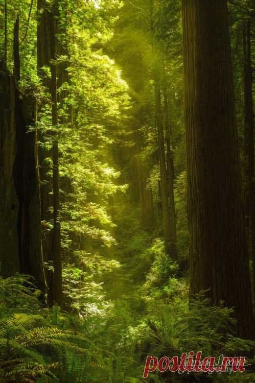 WIPACA (silvaris: Redwoods by Goran Stanic)