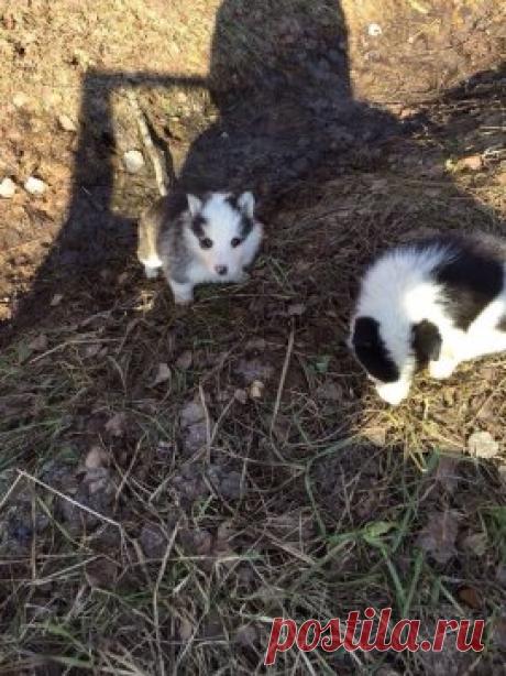 НАВЕРНОЕ ВСЕ-ТАКИ ЕСТЬ ЛЮДИ, КОМУ НУЖНЫ ДЖРУЗЬЯ, КОТОРЫХ ОНИ ВОСПИТАЮТ ДЛЯ СЕБЯ? РАДИ БОЛЬШОГО ПРАЗДНИКА  - ВОЗЬМИТЕ ЛЮДИ ЭТИХ МАЛЫШЕЙ! ДУМАЮ. ВЫ НЕ ПРОГАДАЕТЕ!