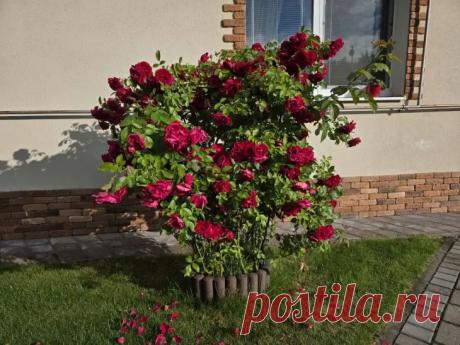 Почему не стоит выбрасывать банановую кожуру: удобрение, которое дороже золота для ваших роз. Исследования показывают, что калий из банановой кожуры помогает розам формировать крупные бутоны.