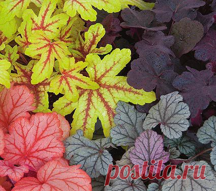 Гейхера | Образцовая Усадьба