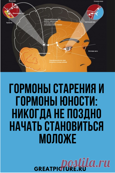 Гормоны старения и гормоны юности: Никогда не поздно начать становиться моложе Сегодня нам уже известно, что снижение уровня гормонов объясняется развитием болезней, сопровождающих процесс старения, таких как кардиоваскулярные болезни, остеопороз и рак. #life #interesting  #интересно  #самоеинтересное