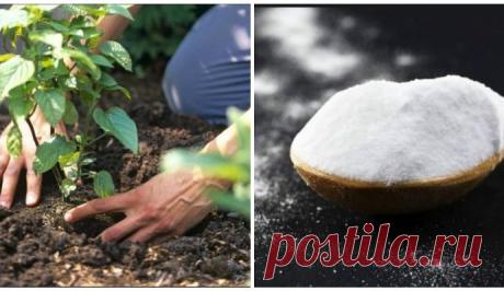 Niste ni svjesni nevjerovatnih koristi od PRAŠKA ZA PECIVO za vašu baštu ili cvijeće! – Izaberi Zdravo