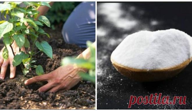 Niste ni svjesni nevjerovatnih koristi od PRAŠKA ZA PECIVO za vašu baštu ili cvijeće! – Izaberi Zdravo