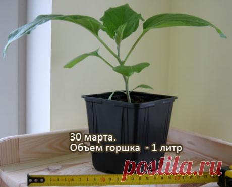 Выращиваем баклажаны - от рассады до урожая | Выращивание томатов на дачном участке