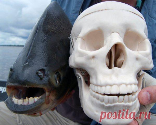 Кликабол. Всё самое интересное - здесь