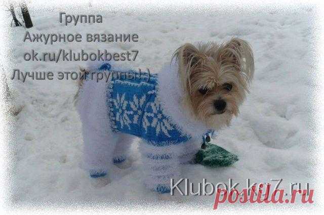 Вяжем вместе для собачек. Мастер-класс по вязанию комбинезона от Маруси | Клубок