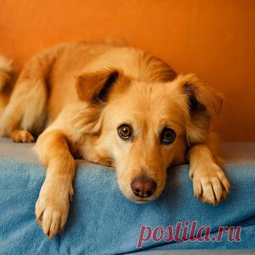 Не завидуй – подавишься - Готовим так!