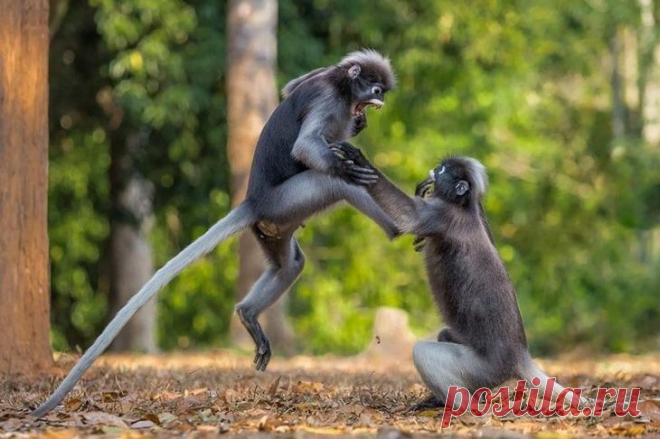 Самое смешное с конкурса Comedy Wildlife Photography Awards 2018